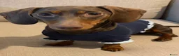 Miniature Dachshund dogs for sale: 8 Months Female Miniature Dachshund - Advert 1
