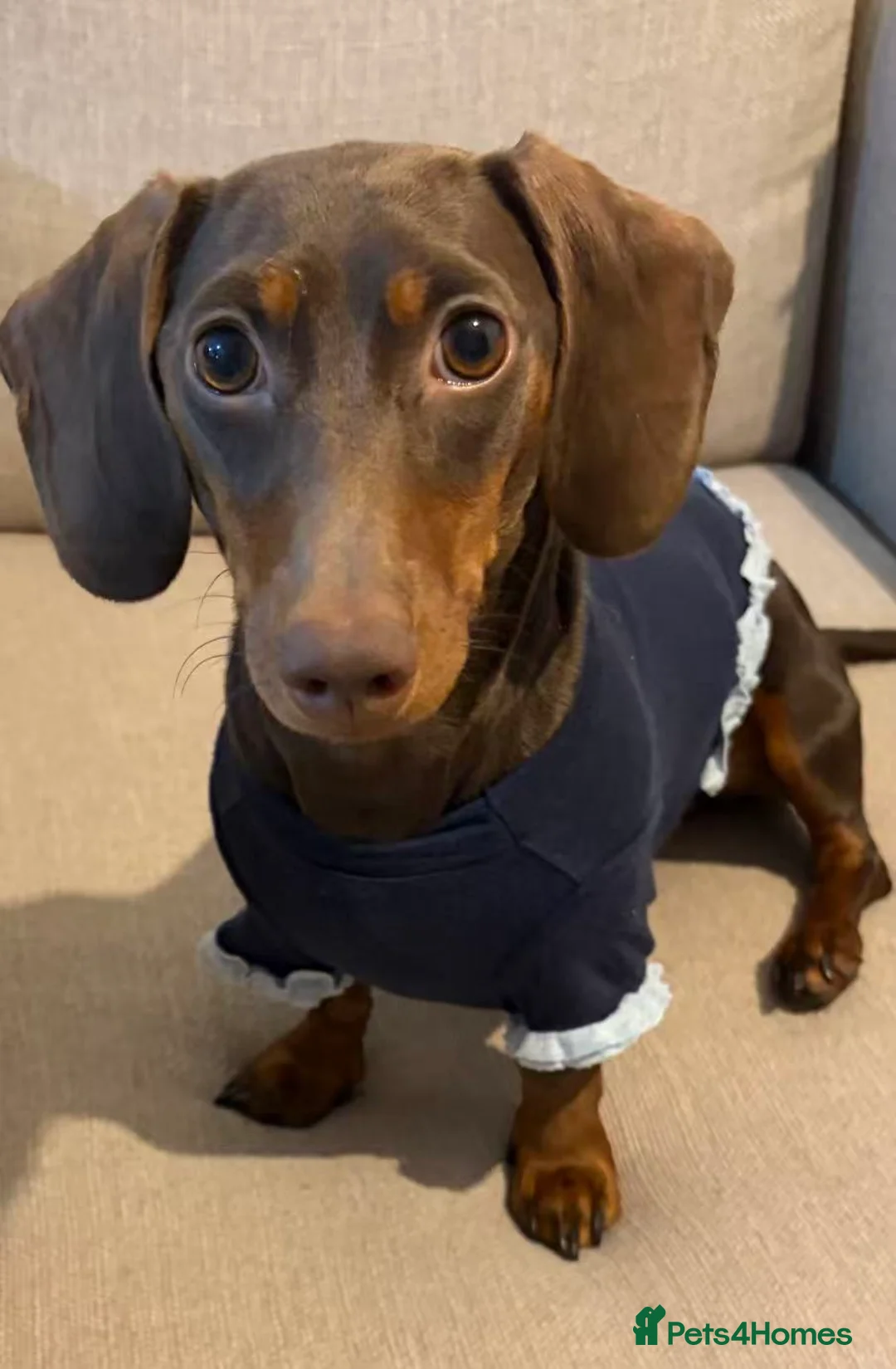 Miniature Dachshund dogs for sale: 8 Months Female Miniature Dachshund - Advert 1
