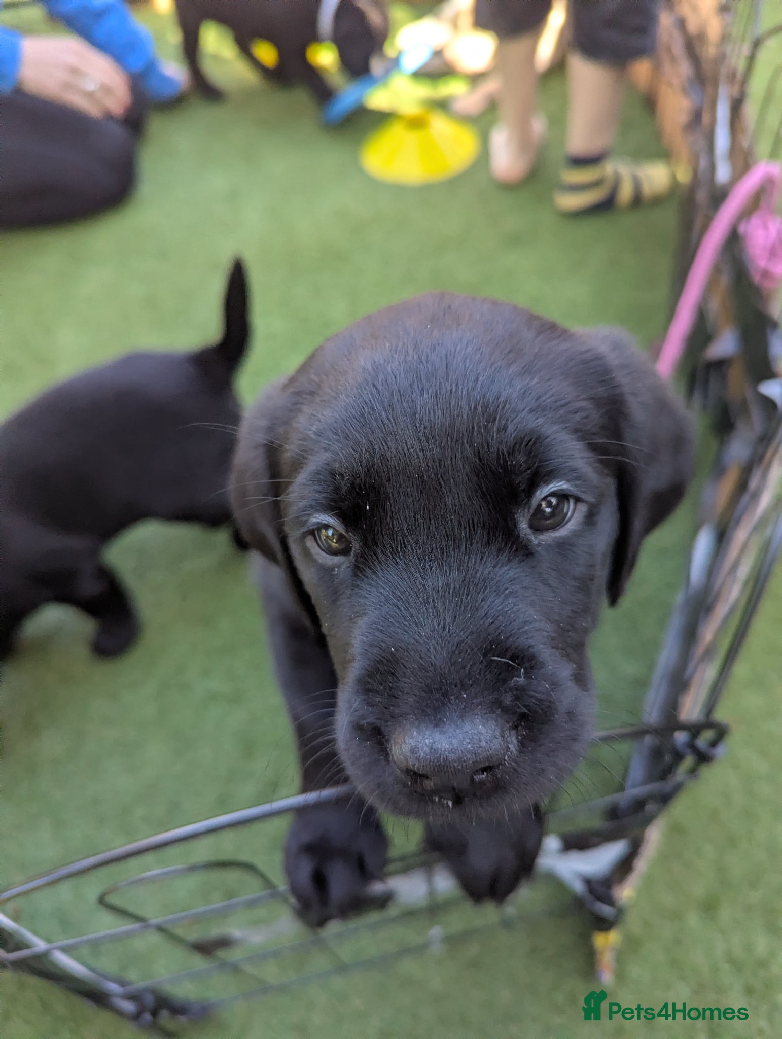 Labrador Retriever dogs Pedrigree Labrador Puppies 3 left, 1 girl, 2 boys - Advert 1