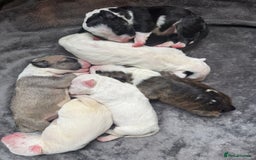 English Bull Terrier dogs for sale:  English bull terrier puppies  - Image 1