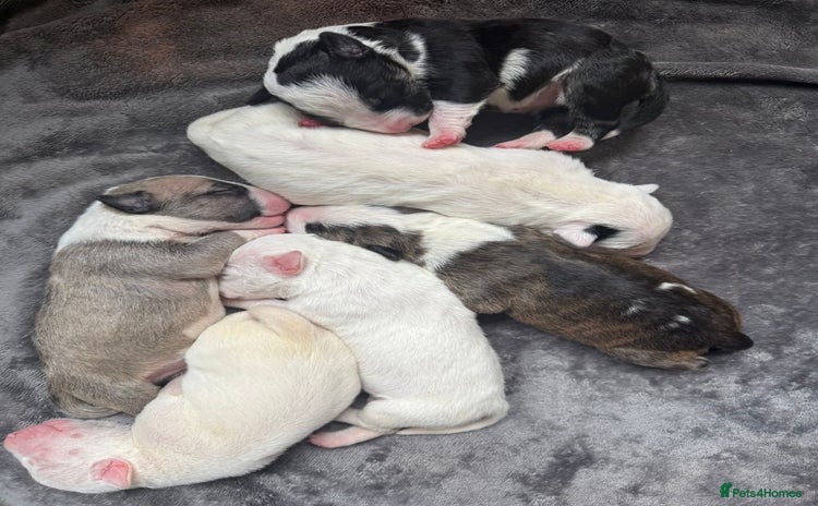 English Bull Terrier dogs - Advert 2