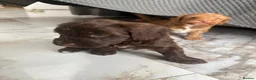 Sproodle dogs for sale: Quality f2b sproodles PRA Clear - Advert 7