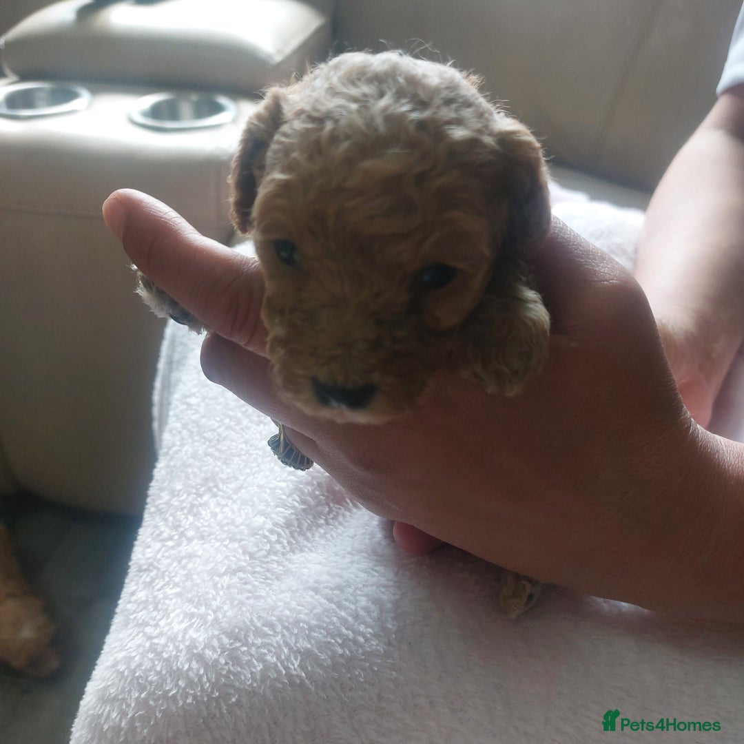 Miniature Poodle dogs for sale: MINIATURE POODLES - Image 3