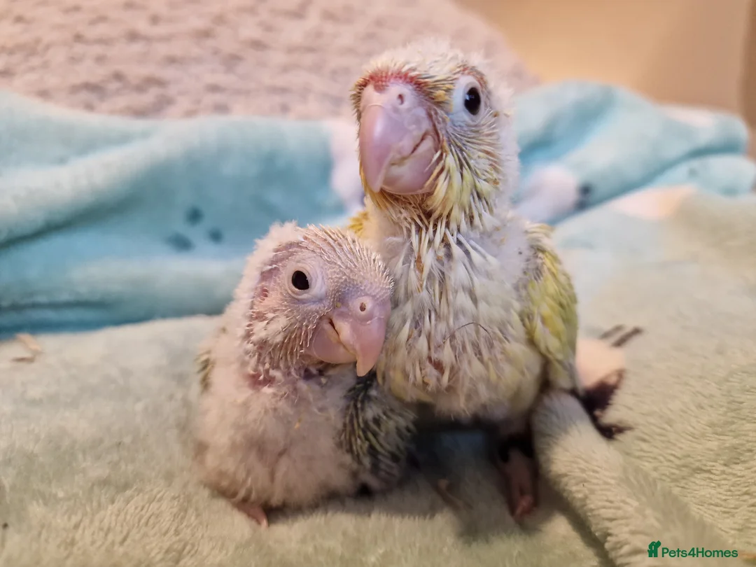 Conures birds for sale: Adorable fully hand reared baby conures!!  - Advert 3