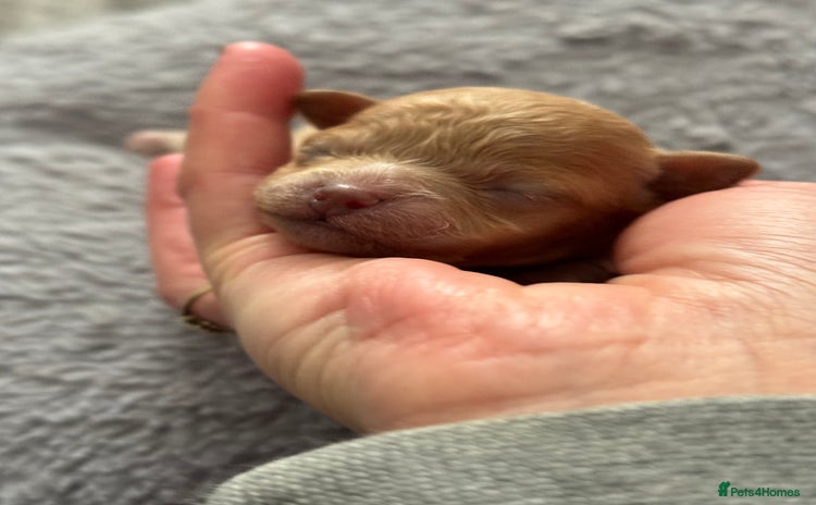 Maltipoo dogs - Advert 1