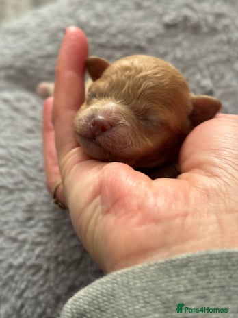 Maltipoo dogs - Advert 1