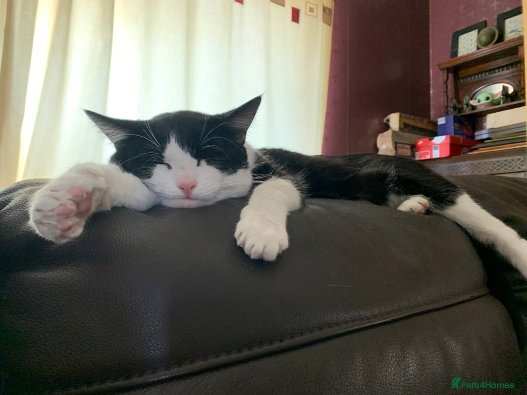 Domestic Shorthair cats for sale: Beans - Image 2