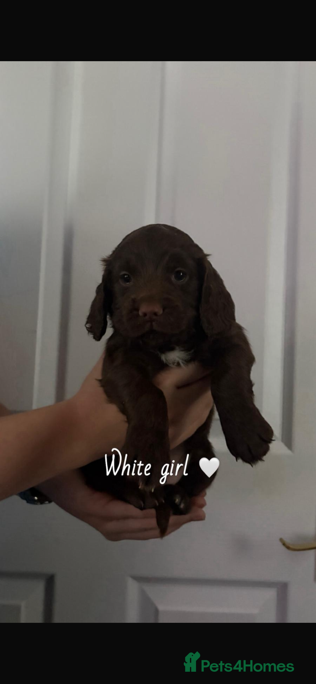Sprocker dogs for sale: Sprocker spaniel pups  - Advert 5