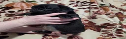 Pug dogs for sale: Kc male pug puppy from health tested parents - Advert 4
