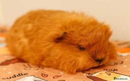 Guinea Pig rodents for sale: Female Swiss Guinea Pigs - Image 7