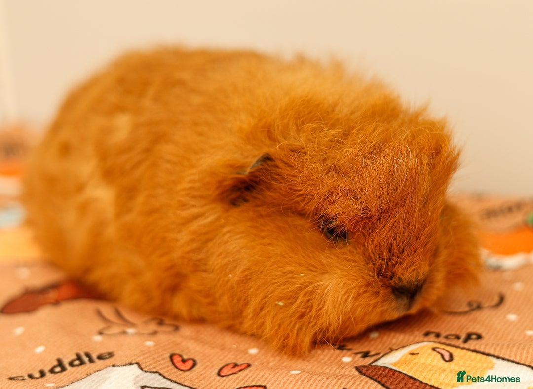 Guinea Pig rodents for sale: Female Swiss Guinea Pigs - Image 7