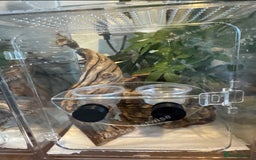 Gecko reptiles for sale: Leachianus gecko baby ready now - Image 2