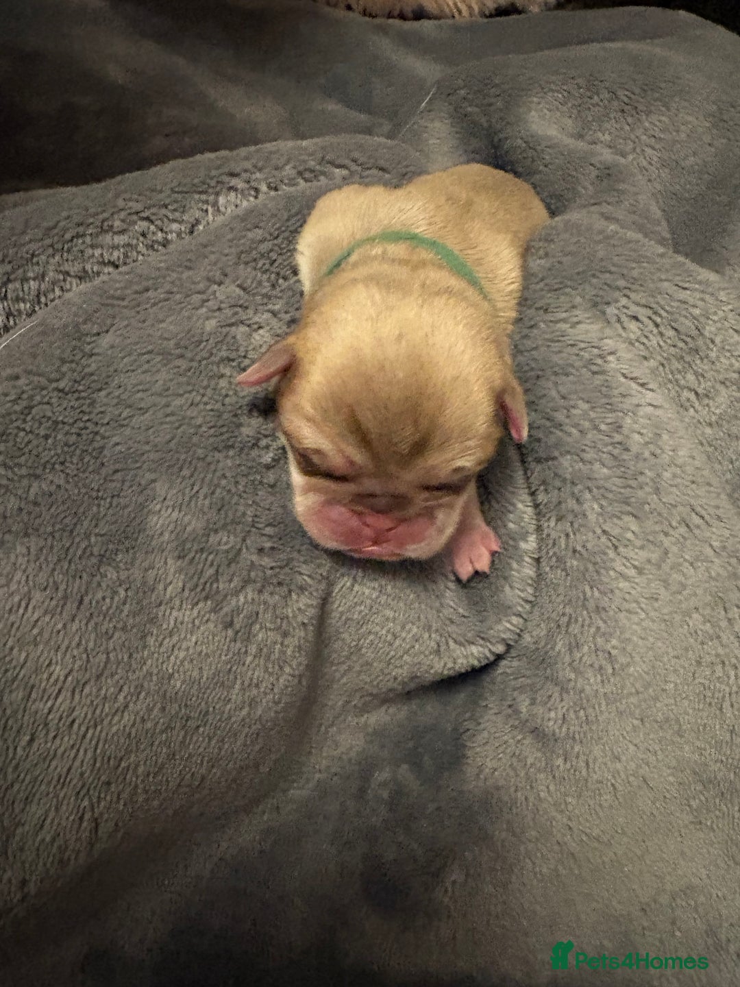 Pug dogs for sale: 6 stunning pugs for sale - Advert 3