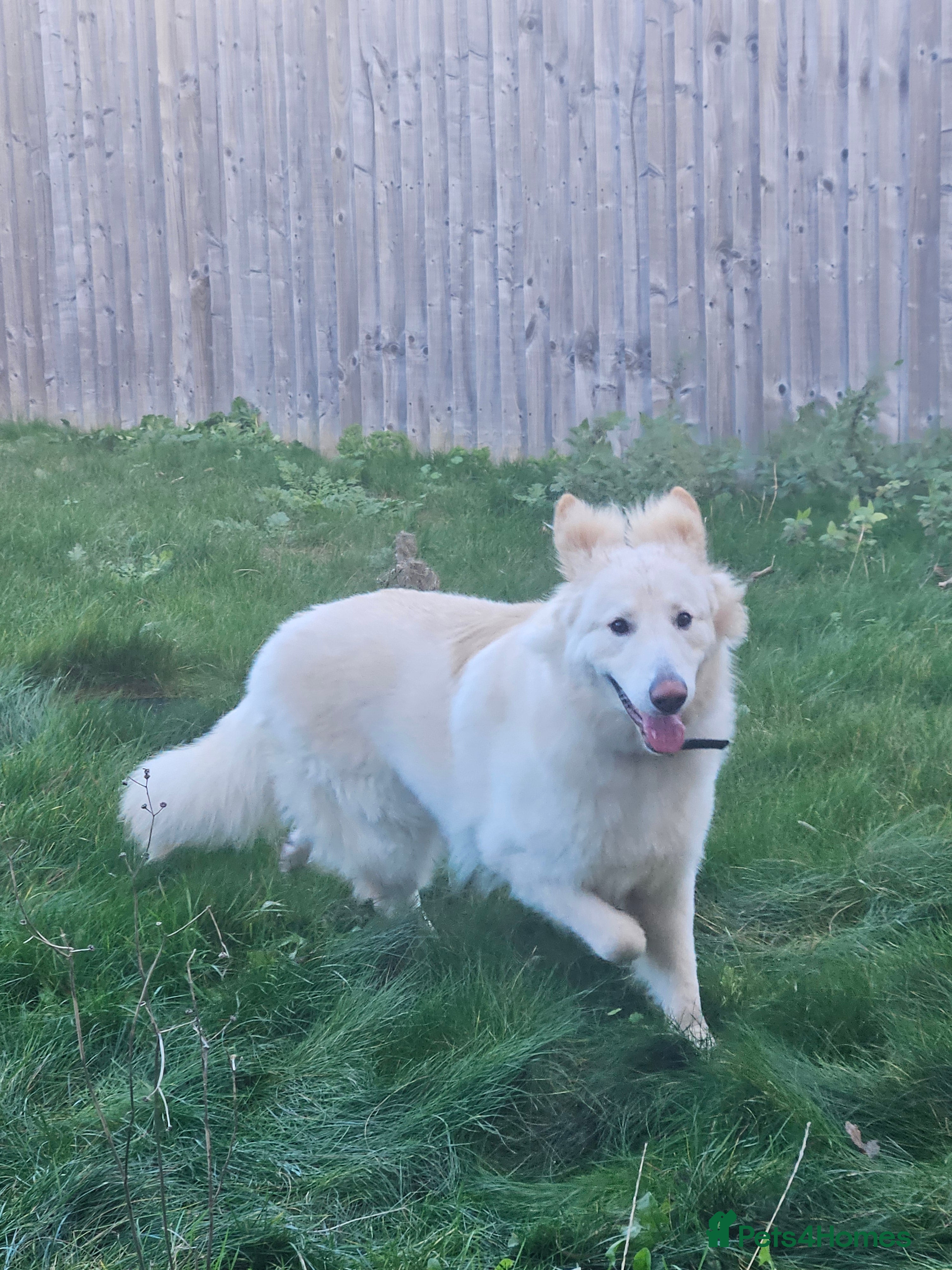 German Shepherd dogs White GSD male 14 months  - Advert 2