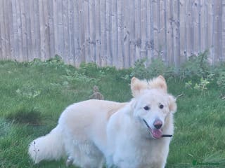 German Shepherd dogs White GSD male 14 months - Advert 2
