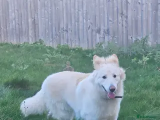 German Shepherd dogs White GSD male 14 months - Advert 15