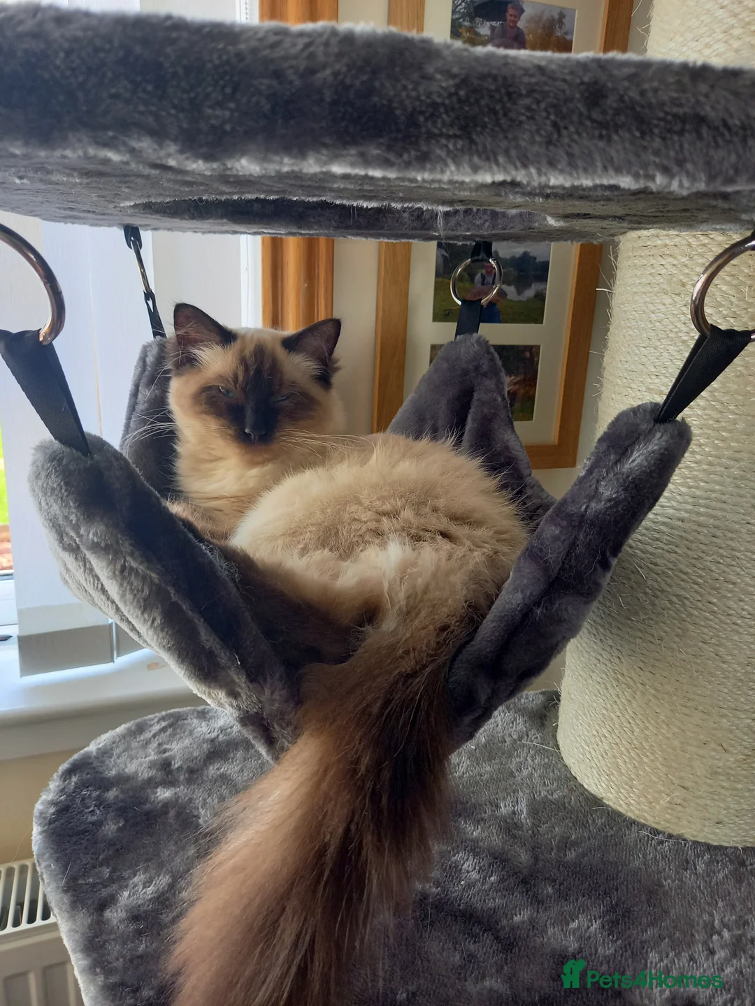 Ragdoll cats for sale: Ragdoll male 3 years old - Advert 4