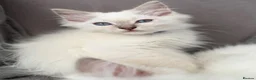 Ragdoll cats for sale:     💙 Stunning Pedigree Ragdoll Kittens GCCF - Advert 17