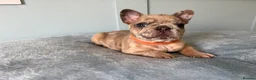 French Bulldog dogs for sale: 6 Adorable French Bulldog puppies - Advert 28