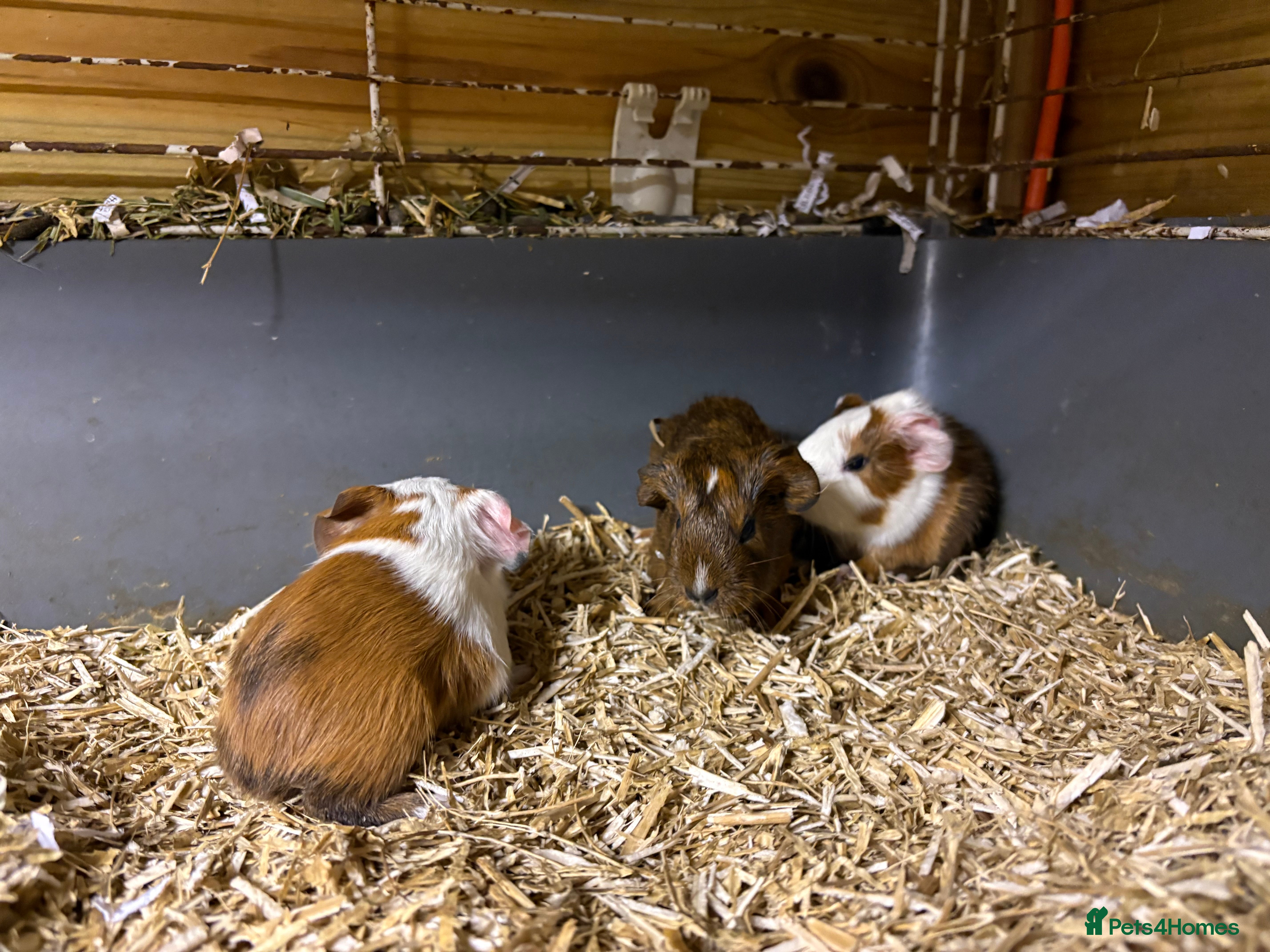 Guinea Pig rodents Beautiful baby Guinea pigs  - Advert 1
