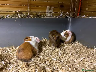 Guinea Pig rodents Beautiful baby Guinea pigs - Advert 1