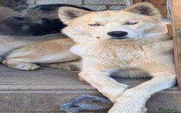 Siberian Husky dogs for sale: Male husky 23months old - Advert 2