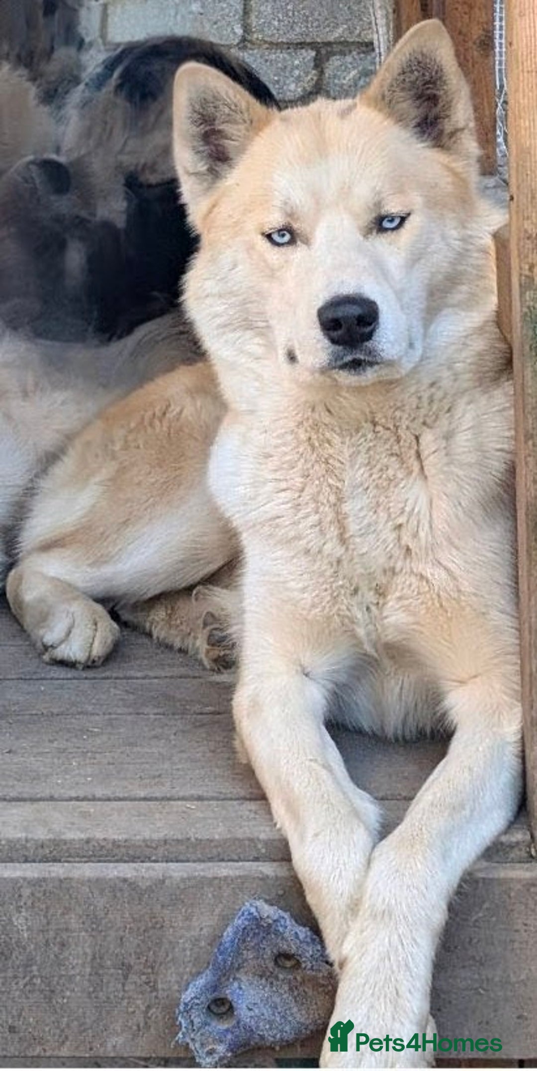 Siberian Husky dogs for sale: Male husky 23months old - Advert 2