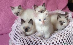 Ragdoll cats for sale: 💗Beautiful GCCF Registered Ragdoll Kittens. - Image 6