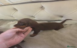 Miniature Dachshund dogs for sale: Mini Dachshund - Image 10