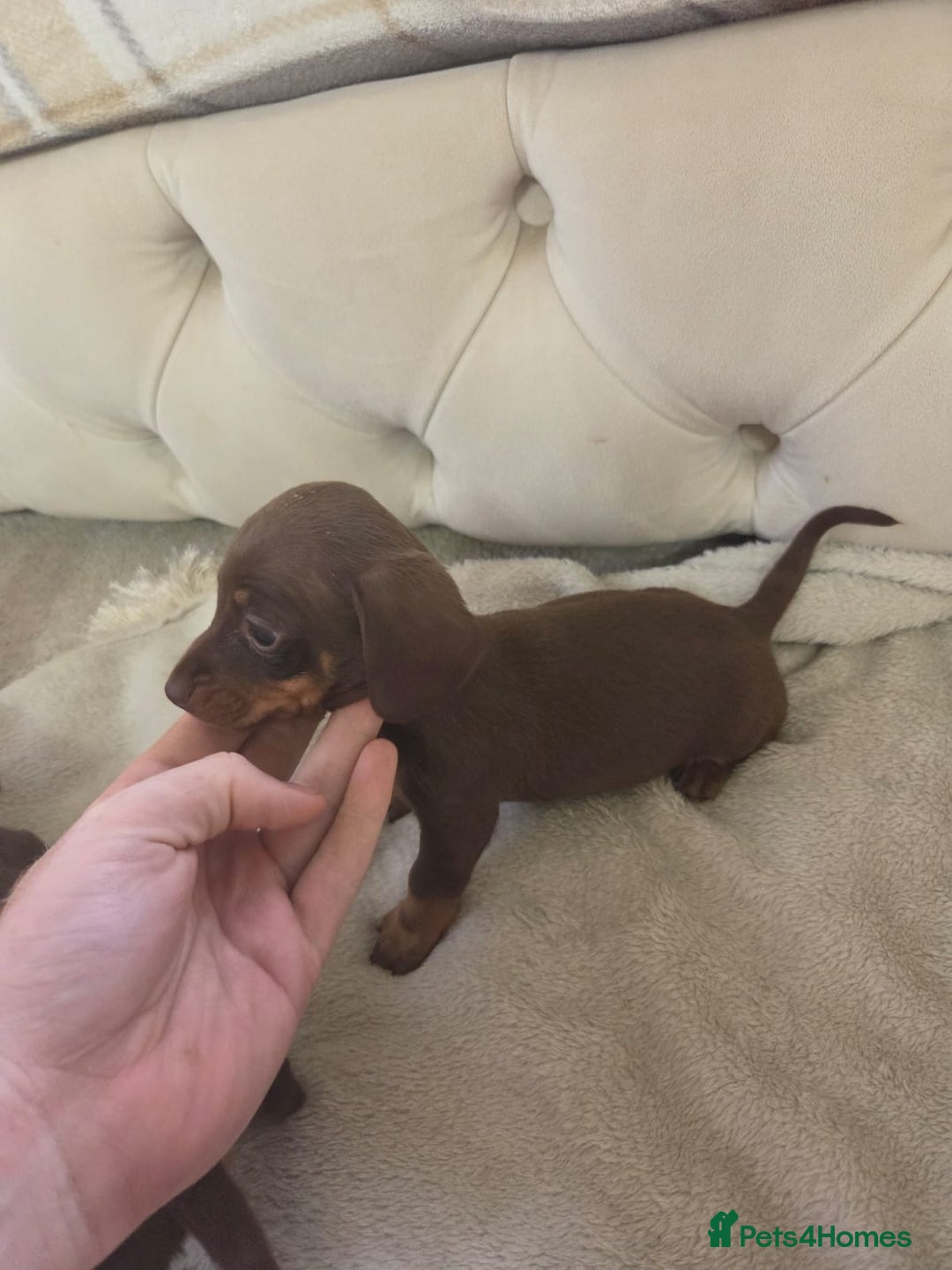 Miniature Dachshund dogs for sale: Mini Dachshund - Image 10