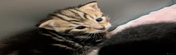 Mixed Breed cats for sale: Beautiful tabby boy kitten  in Woodbridge - Advert 7