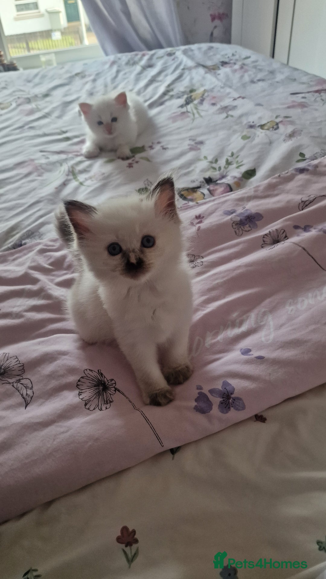Ragdoll cats for sale: Gorgeous Ragdoll kittens , Ready now. - Image 4