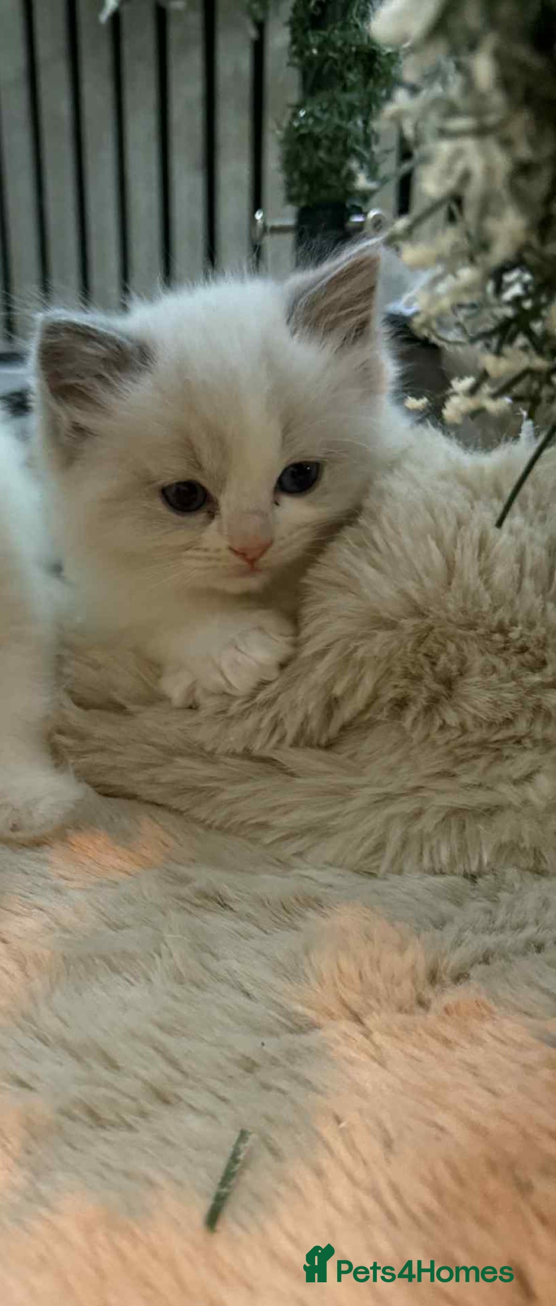 Ragdoll cats for sale: Stunning GCCF ragdolls - Advert 4