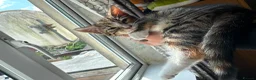 European cats for sale: 2 Adorable Kittens Looking for a Loving Home  - Advert 5