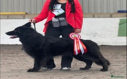 German Shepherd dogs for stud: Solid black german shepherd stud dog - Image 10