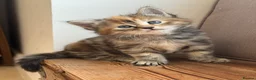 Mixed Breed cats for sale: Two girl kittens available  in Haslemere - Advert 4