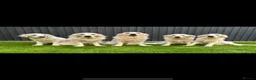 Golden Retriever dogs for sale: KC reg Golden retriever puppies 5* licence - Advert 4