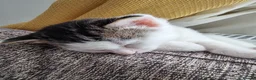 Domestic Shorthair cats for sale: Three kittens looking for the best homes in Spalding - Advert 14