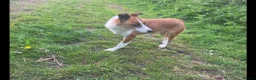 Welsh Collie dogs for sale: Welsh Collie Bitch  - Advert 4