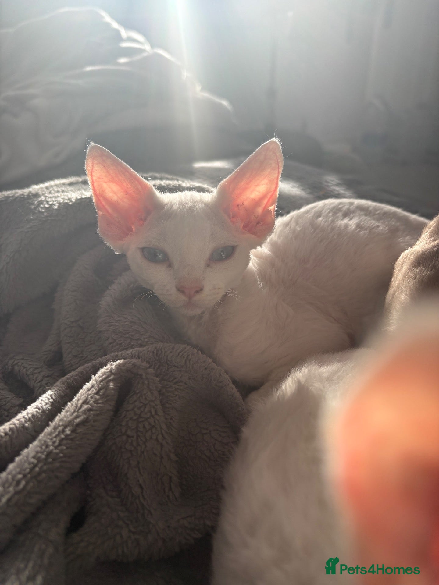 Devon Rex cats Ready to go ❤️devon rex available 😻❤️ - Advert 2