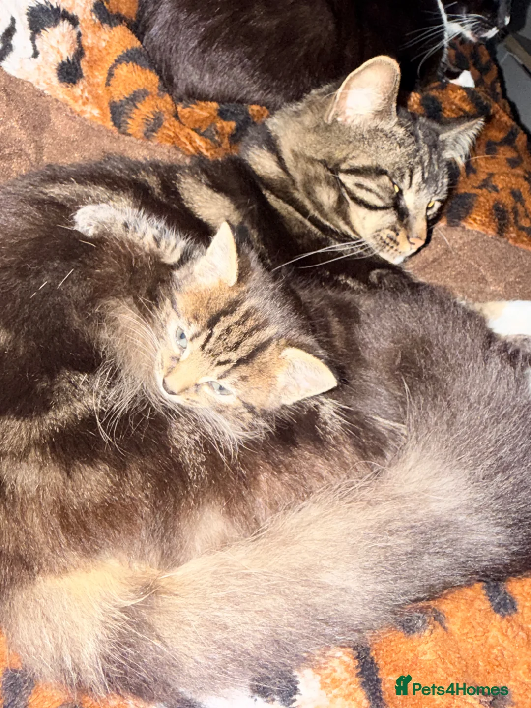 Mixed Breed cats for sale: Female Kitten - Advert 11