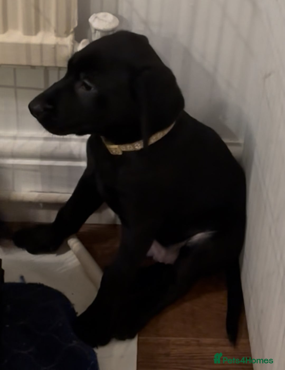 Labrador Retriever dogs for sale: Fully Health Tested Outstanding KC Reg Puppies - Advert 21