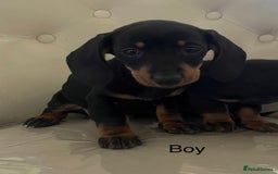 Miniature Dachshund dogs for sale: Beautiful mini dachshunds  - Image 9