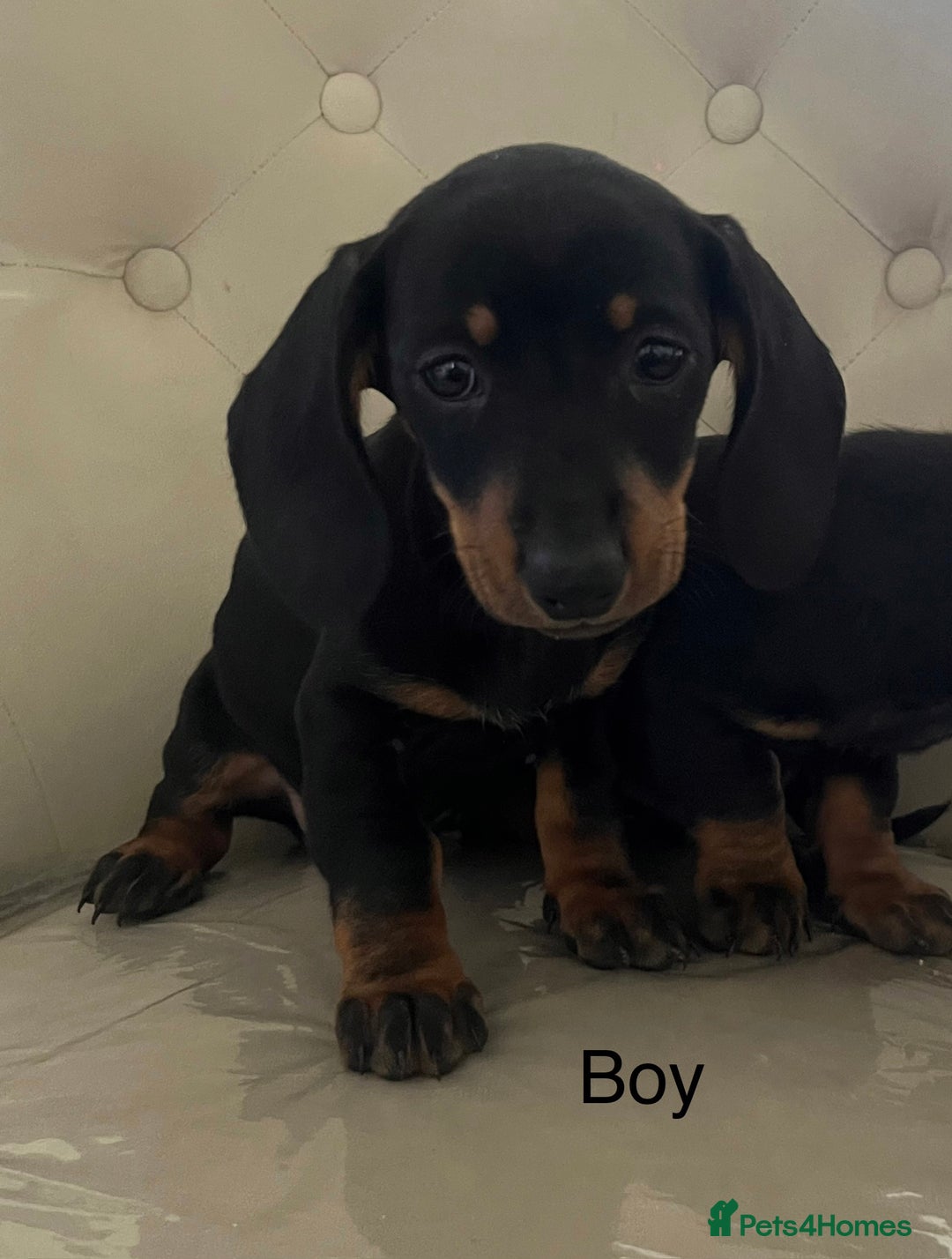 Miniature Dachshund dogs for sale: Beautiful mini dachshunds  - Image 9
