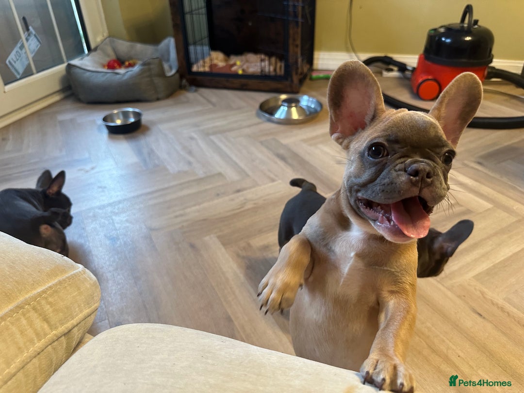 French Bulldog dogs for sale: READY TO GO! Adorable French Bulldog Puppies in Barking - Image 31
