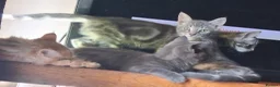 Mixed Breed cats for sale: ⭐️🐈SUPERB BENGAL X RUSSIAN BLUE 🐈⭐️ in Hatfield - Advert 28