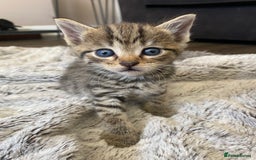 Bengal cats for sale: Mixed Stunning Bengals  - Image 10