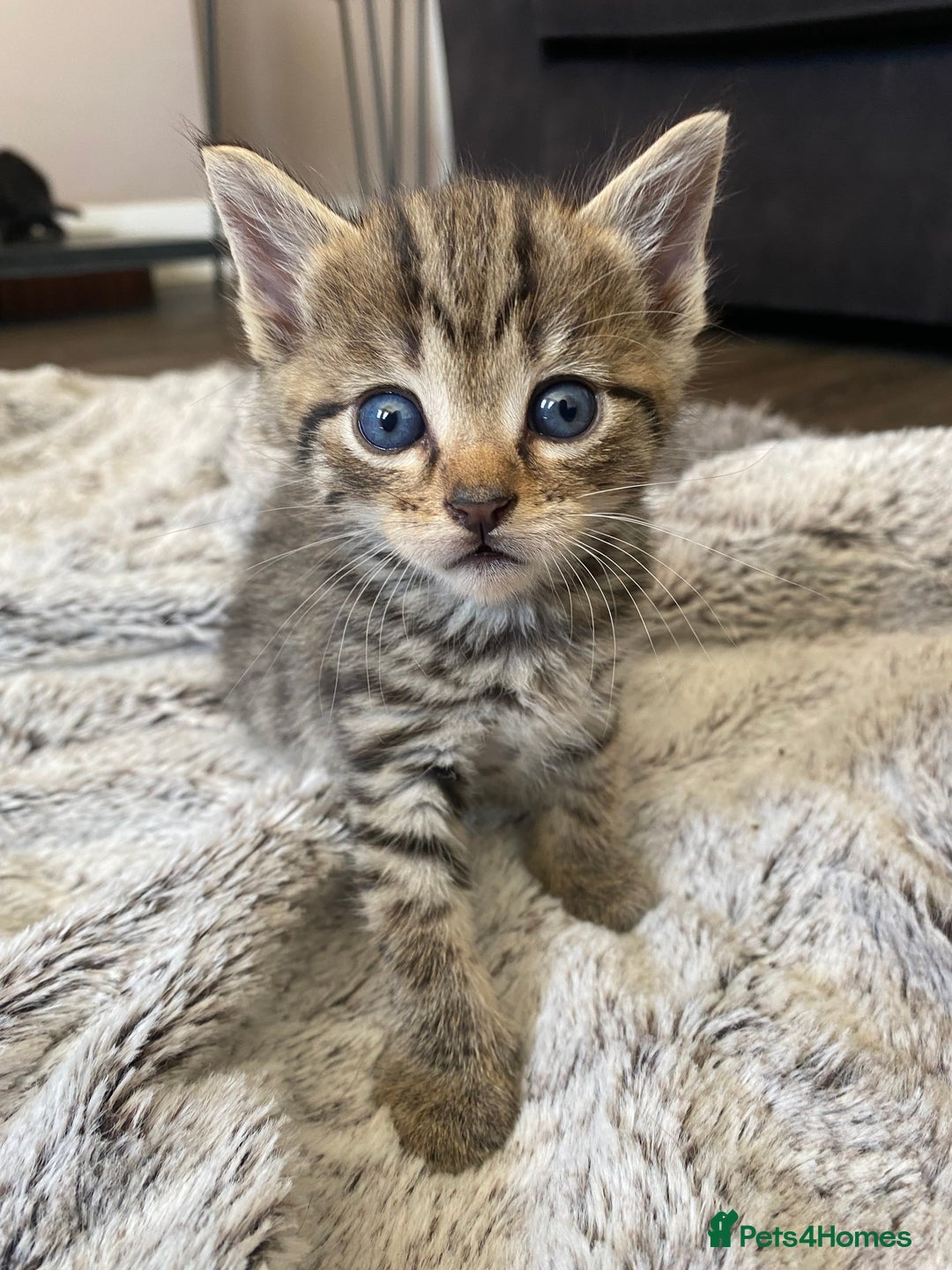 Bengal cats for sale: Mixed Stunning Bengals  - Image 10