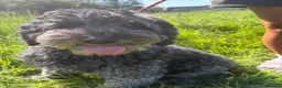 Sheepadoodle dogs for sale: Midi Sheepadoodle READY NOW - Advert 15