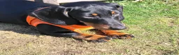 Dachshund dogs for sale: Little dictator Nelly - Advert 5